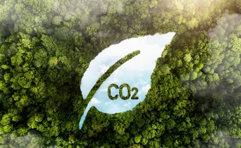 Forest canopy seen from below, standing for atmospheric CO2 capture.